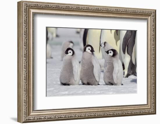 Antarctica, Snow Hill. A group of emperor penguin chicks stand together waiting for their parents-Ellen Goff-Framed Photographic Print