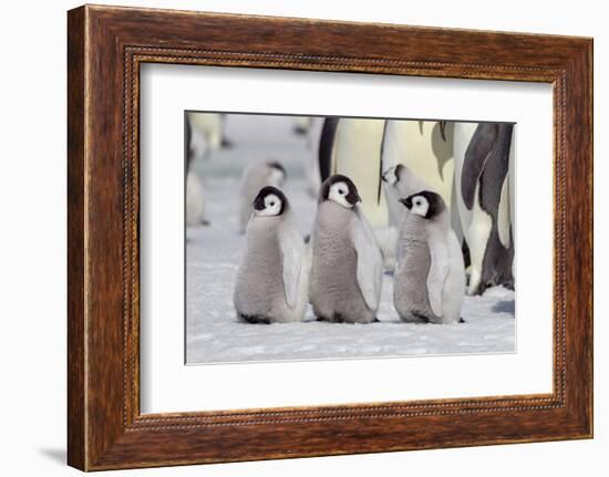 Antarctica, Snow Hill. A group of emperor penguin chicks stand together waiting for their parents-Ellen Goff-Framed Photographic Print