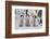 Antarctica, Snow Hill. A group of emperor penguin chicks stand together waiting for their parents-Ellen Goff-Framed Photographic Print