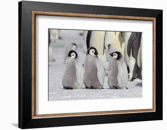 Antarctica, Snow Hill. A group of emperor penguin chicks stand together waiting for their parents-Ellen Goff-Framed Photographic Print