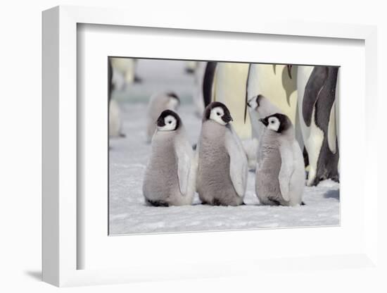 Antarctica, Snow Hill. A group of emperor penguin chicks stand together waiting for their parents-Ellen Goff-Framed Photographic Print