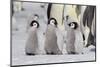 Antarctica, Snow Hill. A group of emperor penguin chicks stand together waiting for their parents-Ellen Goff-Mounted Photographic Print