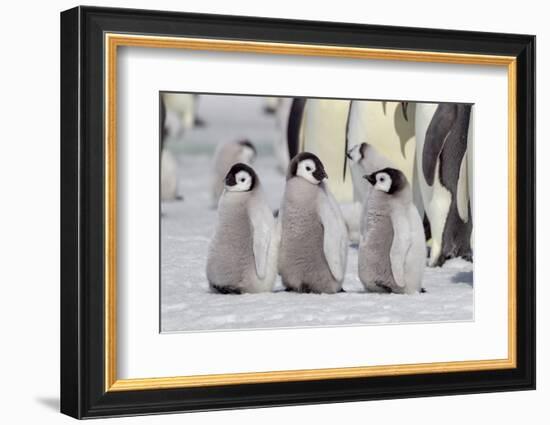 Antarctica, Snow Hill. A group of emperor penguin chicks stand together waiting for their parents-Ellen Goff-Framed Photographic Print