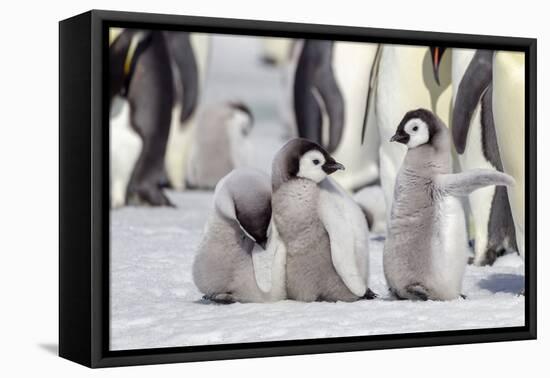 Antarctica, Snow Hill. A group of emperor penguin chicks stand together waiting for their parents-Ellen Goff-Framed Premier Image Canvas