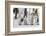 Antarctica, Snow Hill. A group of emperor penguin chicks stand together waiting for their parents-Ellen Goff-Framed Photographic Print