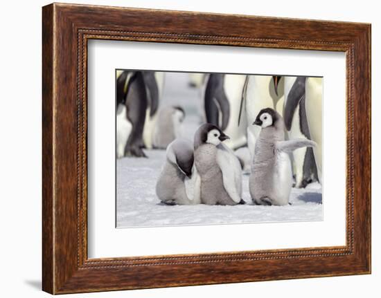 Antarctica, Snow Hill. A group of emperor penguin chicks stand together waiting for their parents-Ellen Goff-Framed Photographic Print