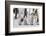 Antarctica, Snow Hill. A group of emperor penguin chicks stand together waiting for their parents-Ellen Goff-Framed Photographic Print