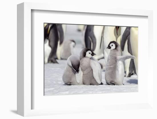 Antarctica, Snow Hill. A group of emperor penguin chicks stand together waiting for their parents-Ellen Goff-Framed Photographic Print