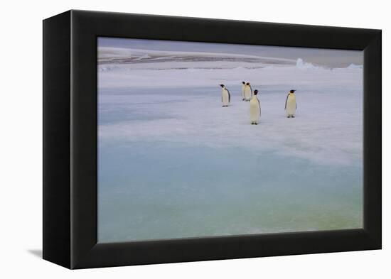 Antarctica, Snow Hill. A group of emperor penguins pause on their way to the sea.-Ellen Goff-Framed Premier Image Canvas