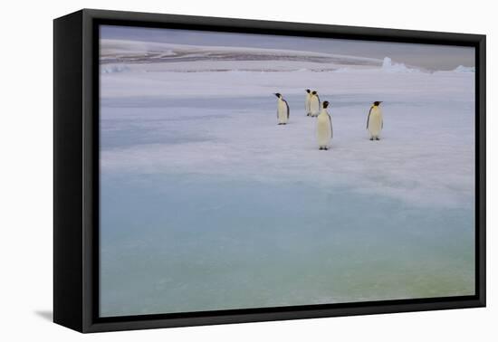 Antarctica, Snow Hill. A group of emperor penguins pause on their way to the sea.-Ellen Goff-Framed Premier Image Canvas