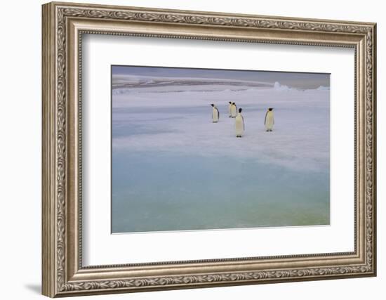 Antarctica, Snow Hill. A group of emperor penguins pause on their way to the sea.-Ellen Goff-Framed Photographic Print