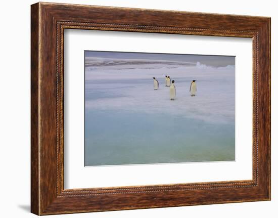 Antarctica, Snow Hill. A group of emperor penguins pause on their way to the sea.-Ellen Goff-Framed Photographic Print