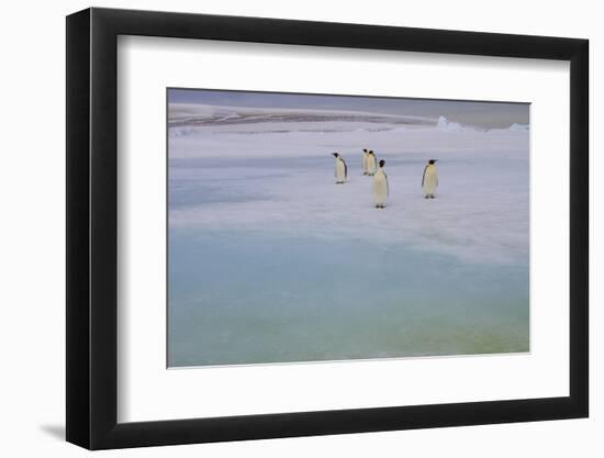 Antarctica, Snow Hill. A group of emperor penguins pause on their way to the sea.-Ellen Goff-Framed Photographic Print