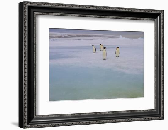 Antarctica, Snow Hill. A group of emperor penguins pause on their way to the sea.-Ellen Goff-Framed Photographic Print