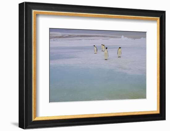 Antarctica, Snow Hill. A group of emperor penguins pause on their way to the sea.-Ellen Goff-Framed Photographic Print