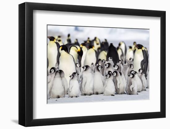 Antarctica, Snow Hill. A large number of chicks huddle together at the edge of the rookery.-Ellen Goff-Framed Photographic Print