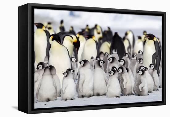 Antarctica, Snow Hill. A large number of chicks huddle together at the edge of the rookery.-Ellen Goff-Framed Premier Image Canvas