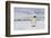 Antarctica, Snow Hill. A single adult emperor penguin stands in front of the colony.-Ellen Goff-Framed Photographic Print