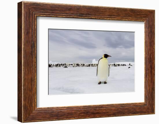 Antarctica, Snow Hill. A single adult emperor penguin stands in front of the colony.-Ellen Goff-Framed Photographic Print