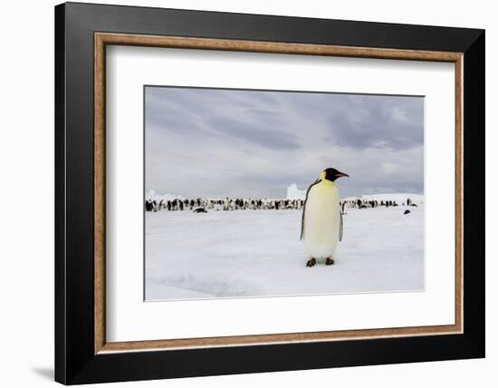 Antarctica, Snow Hill. A single adult emperor penguin stands in front of the colony.-Ellen Goff-Framed Photographic Print