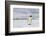 Antarctica, Snow Hill. A single adult emperor penguin stands in front of the colony.-Ellen Goff-Framed Photographic Print