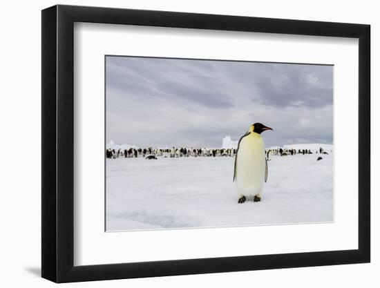 Antarctica, Snow Hill. A single adult emperor penguin stands in front of the colony.-Ellen Goff-Framed Photographic Print