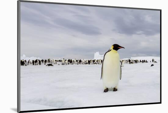 Antarctica, Snow Hill. A single adult emperor penguin stands in front of the colony.-Ellen Goff-Mounted Photographic Print