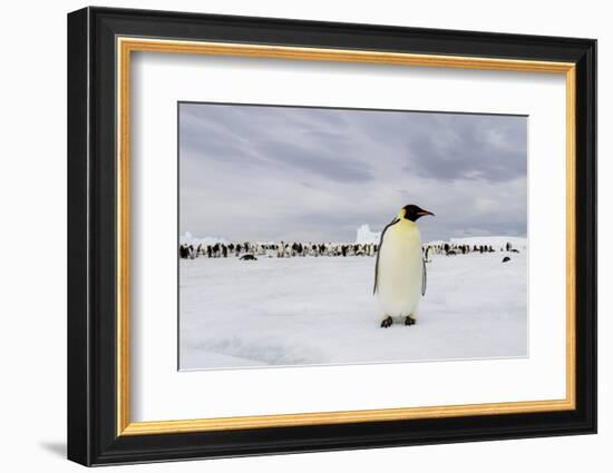 Antarctica, Snow Hill. A single adult emperor penguin stands in front of the colony.-Ellen Goff-Framed Photographic Print