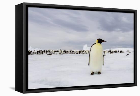 Antarctica, Snow Hill. A single adult emperor penguin stands in front of the colony.-Ellen Goff-Framed Premier Image Canvas