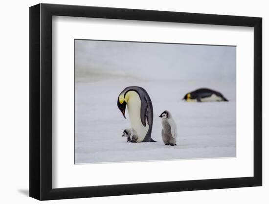 Antarctica, Snow Hill. A very small chick rides on its parent's feet as an older chick follows.-Ellen Goff-Framed Photographic Print