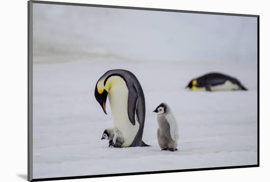 Antarctica, Snow Hill. A very small chick rides on its parent's feet as an older chick follows.-Ellen Goff-Mounted Photographic Print
