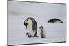 Antarctica, Snow Hill. A very small chick rides on its parent's feet as an older chick follows.-Ellen Goff-Mounted Photographic Print