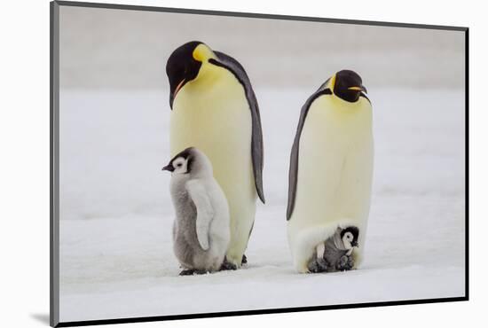 Antarctica, Snow Hill. A very small chick sits on its parent's feet next to an older chick-Ellen Goff-Mounted Photographic Print