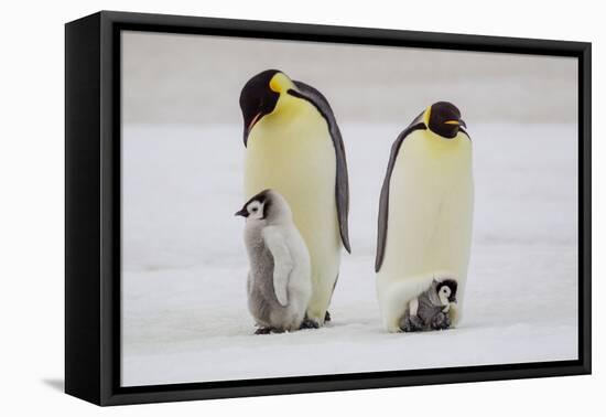 Antarctica, Snow Hill. A very small chick sits on its parent's feet next to an older chick-Ellen Goff-Framed Premier Image Canvas