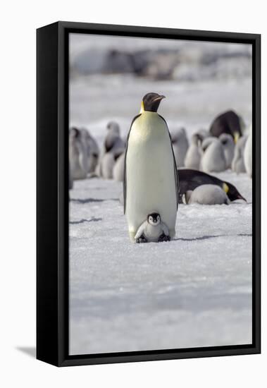 Antarctica, Snow Hill. A very small chick sits on its parent's feet.-Ellen Goff-Framed Premier Image Canvas