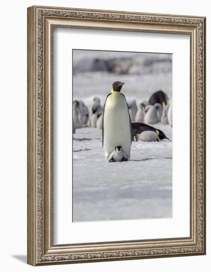 Antarctica, Snow Hill. A very small chick sits on its parent's feet.-Ellen Goff-Framed Photographic Print