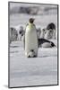 Antarctica, Snow Hill. A very small chick sits on its parent's feet.-Ellen Goff-Mounted Photographic Print