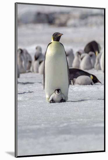 Antarctica, Snow Hill. A very small chick sits on its parent's feet.-Ellen Goff-Mounted Photographic Print