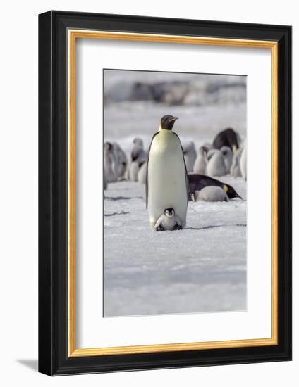 Antarctica, Snow Hill. A very small chick sits on its parent's feet.-Ellen Goff-Framed Photographic Print