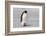 Antarctica, Snow Hill. A very small chick sits on its parent's feet.-Ellen Goff-Framed Photographic Print