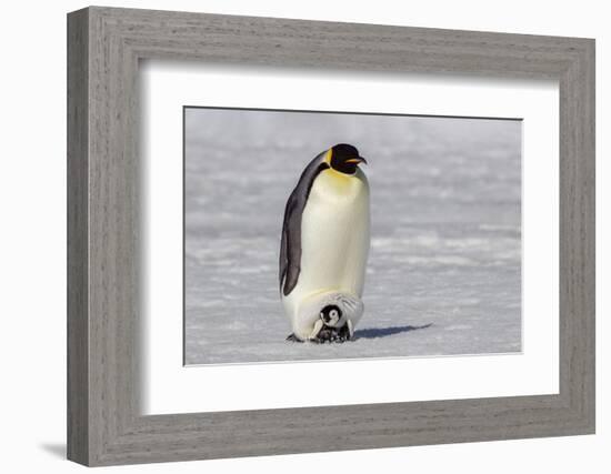 Antarctica, Snow Hill. A very small chick sits on its parent's feet.-Ellen Goff-Framed Photographic Print