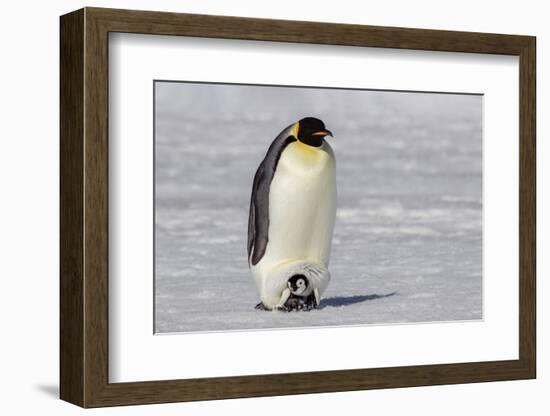 Antarctica, Snow Hill. A very small chick sits on its parent's feet.-Ellen Goff-Framed Photographic Print