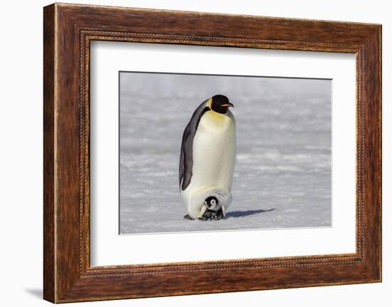 Antarctica, Snow Hill. A very small chick sits on its parent's feet.-Ellen Goff-Framed Photographic Print