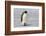 Antarctica, Snow Hill. A very small chick sits on its parent's feet.-Ellen Goff-Framed Photographic Print