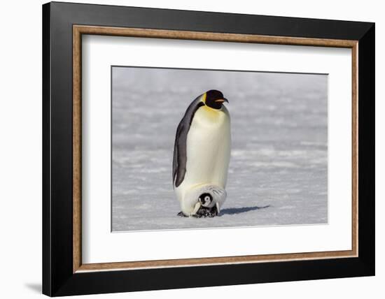 Antarctica, Snow Hill. A very small chick sits on its parent's feet.-Ellen Goff-Framed Photographic Print
