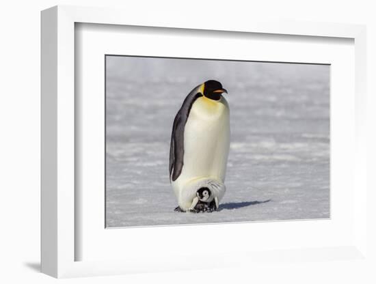 Antarctica, Snow Hill. A very small chick sits on its parent's feet.-Ellen Goff-Framed Photographic Print