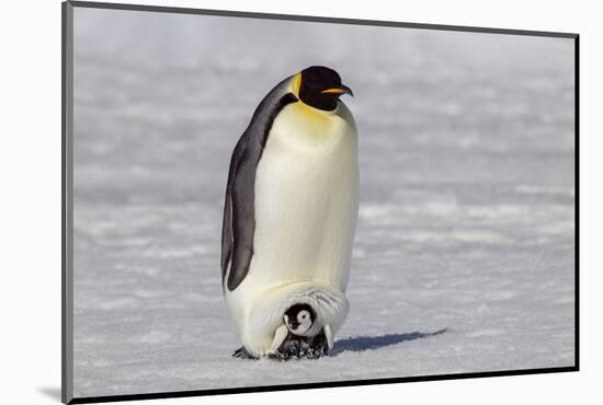 Antarctica, Snow Hill. A very small chick sits on its parent's feet.-Ellen Goff-Mounted Photographic Print