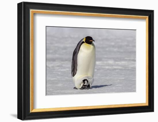 Antarctica, Snow Hill. A very small chick sits on its parent's feet.-Ellen Goff-Framed Photographic Print