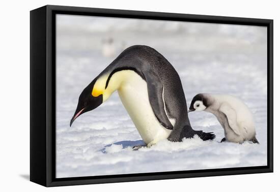 Antarctica, Snow Hill. A young chick trudges behind an adult emperor penguin.-Ellen Goff-Framed Premier Image Canvas
