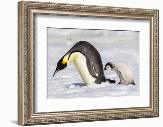 Antarctica, Snow Hill. A young chick trudges behind an adult emperor penguin.-Ellen Goff-Framed Photographic Print